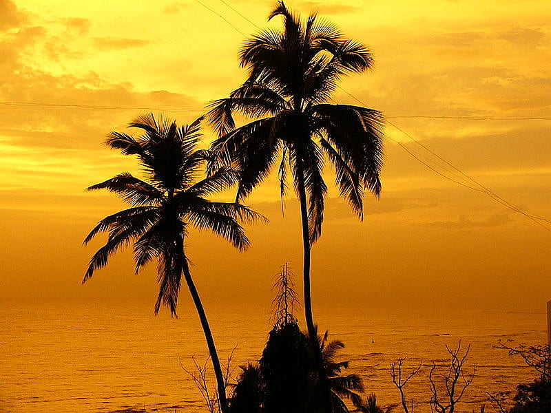 Splash of Yellow, orange, black, yellow, trees, sky, palm fronds, silhouette, palms, sea, HD wallpaper