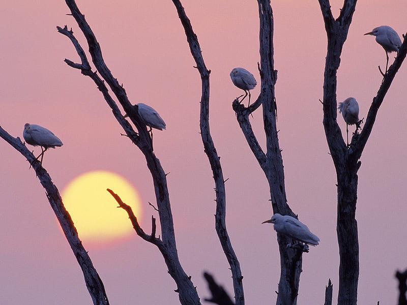 Untitled , texas, sunset, egrets, HD wallpaper