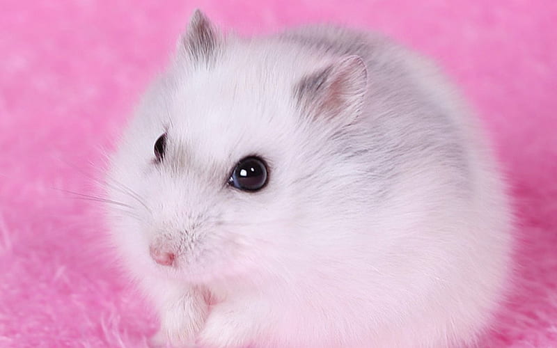 IN THE PINK, rodents, hamsters, white, pets, pink, animals, HD wallpaper