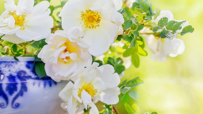 Petal Rosehips Vase White Flower Flowers, HD wallpaper