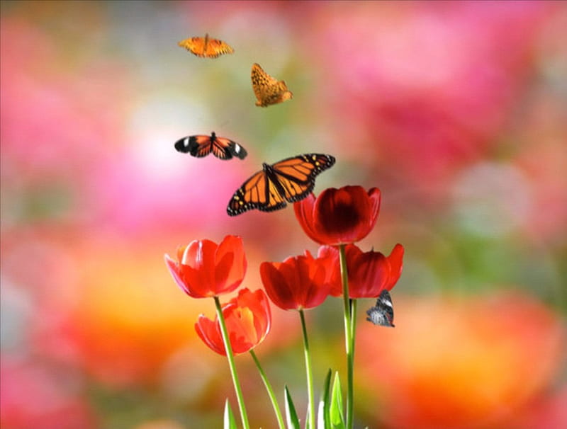 Tiptoe Through The Tulips, red, colorful, orange, stems, yellow, butterflies, seasons, leaves, green, flowers, nature, tulips, HD wallpaper