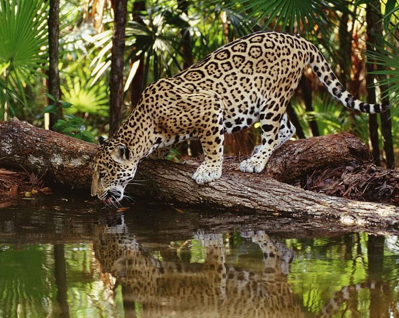 Jaguar, animal, forest, lake, lion, water, HD wallpaper | Peakpx