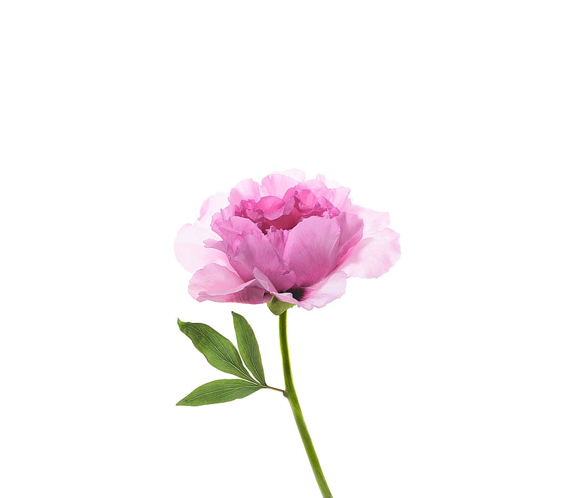 Flower, beauty mi max, pink, stock, HD wallpaper