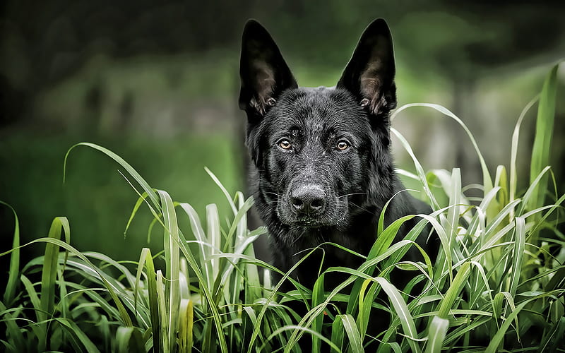 Black German Shepherd, summer, dog on a walk, cute animals, German Shepherd, R, dogs, black dog, German Shepherd Dog, HD wallpaper