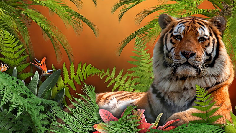 His Magesty, ferns, jungle, flowers, tiger, sunset, magestical, wild cat, palms, HD wallpaper