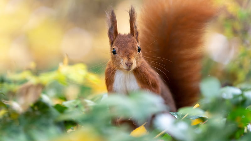 Red Squirrel With Black Eyes Squirrel, HD wallpaper