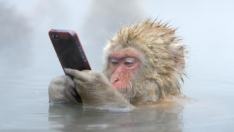 Funny Monkey Primate Baboon Water Funny Monkey, HD wallpaper