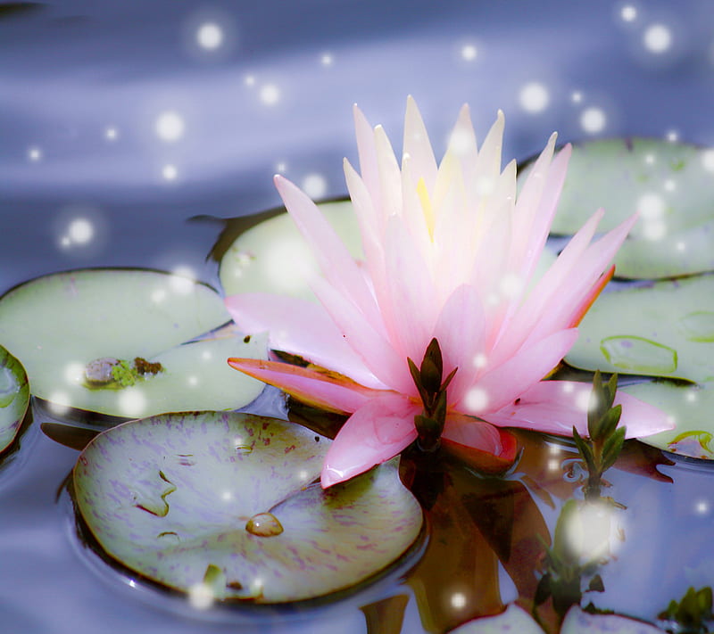 Lily, blue, flower, pond, serene, water lily, HD wallpaper