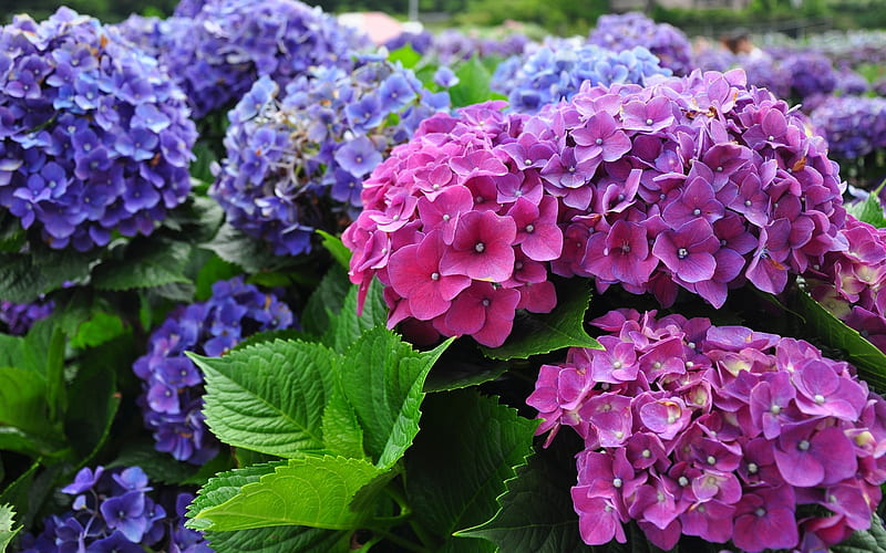 Beautiful Flowers, Bushes, Hydrangea, Summer, Lilac, Flowers, HD wallpaper
