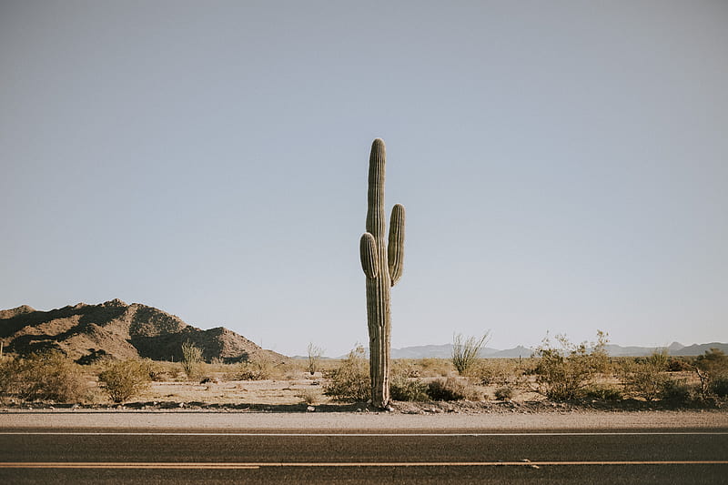 cactus, road, desert, mountains, HD wallpaper