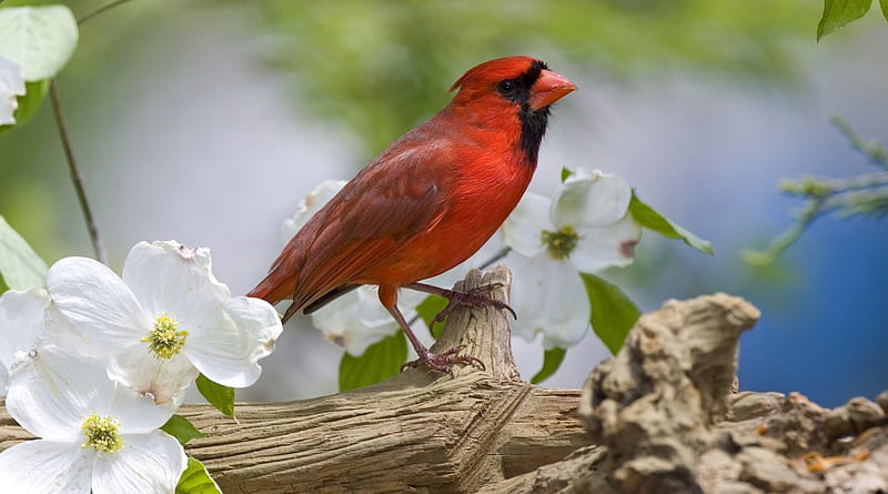 Red Cardinal, red, limb, beek, birds, black, trees, animal, flowers, nature, white, cardinal, HD wallpaper