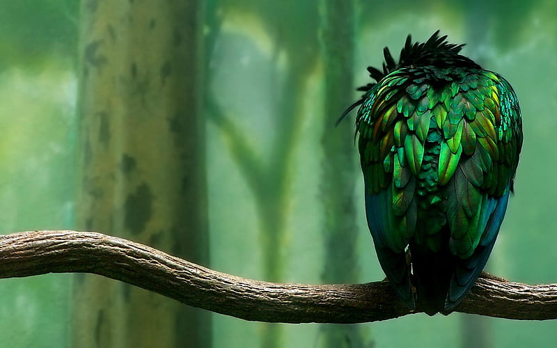 green bird-Animal, HD wallpaper