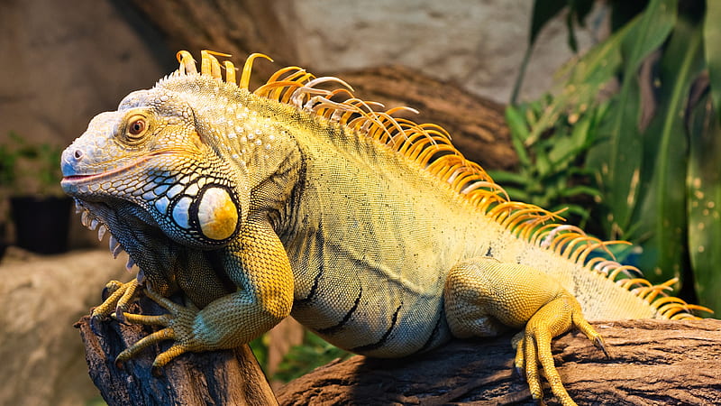 Iguana, Green Iguana, San Diego, USA, zoo, reptile, tourism, Animals, HD wallpaper