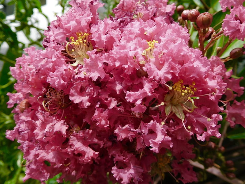 Crepe Myrtle Flowers, Pink, Crepe Myrtle, Spring, Flowers, Nature, HD wallpaper