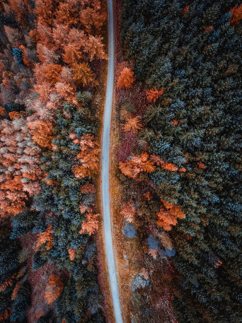 autumn, road, aerial view, trees, forest, HD phone wallpaper