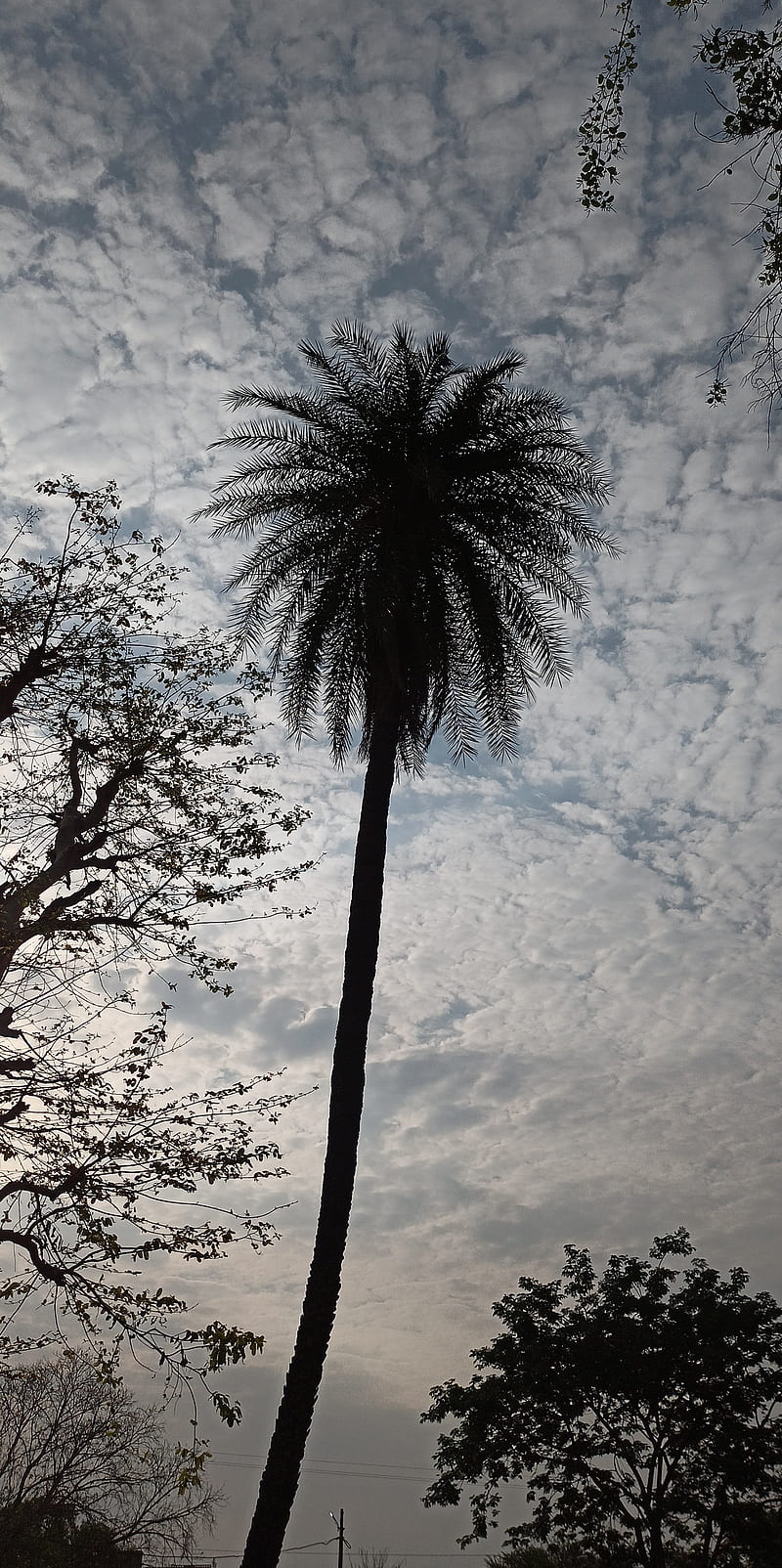 Nature tree, snapchat, snapshot, coconut, HD phone wallpaper
