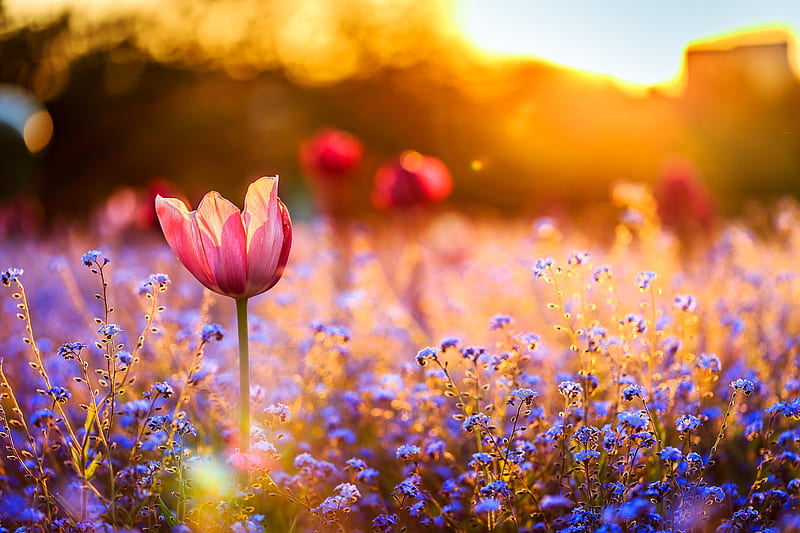 Flowers in the Sunset, flowers, sunset, nature, HD wallpaper