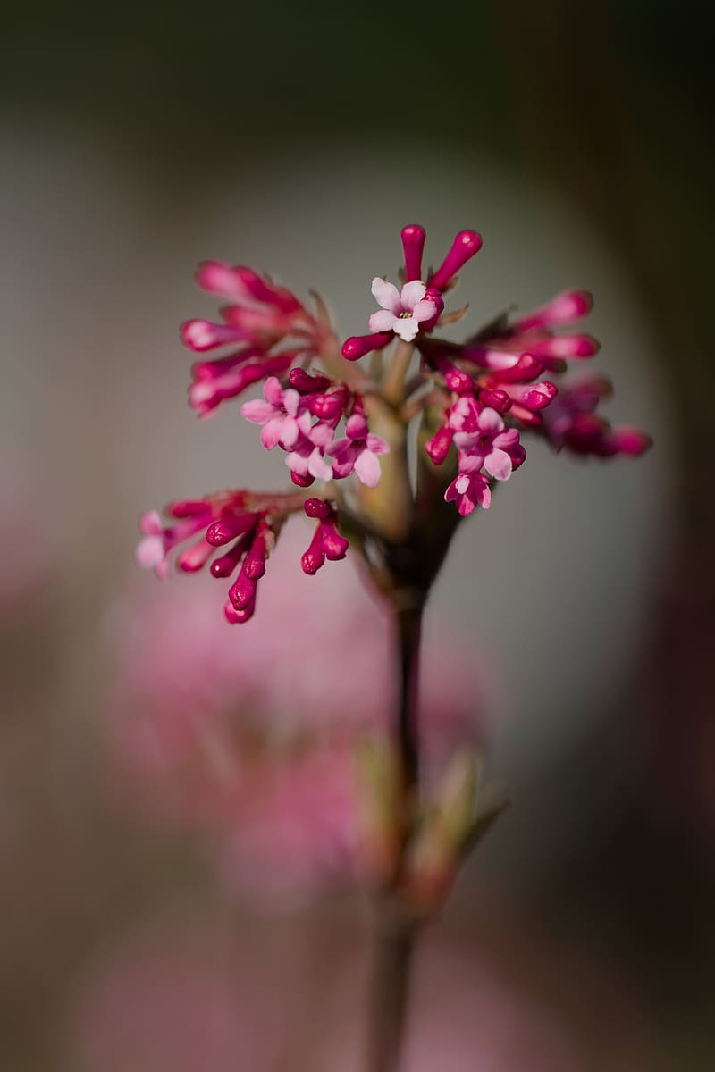 viburnum farreri, inflorescence, flowers, pink, blur, HD phone wallpaper