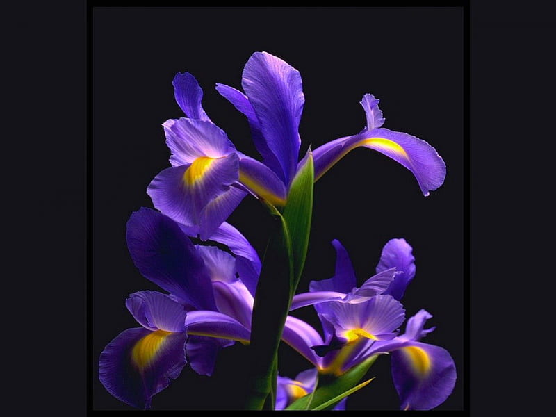 Iris on black, black, flowers, Iris, purple, HD wallpaper