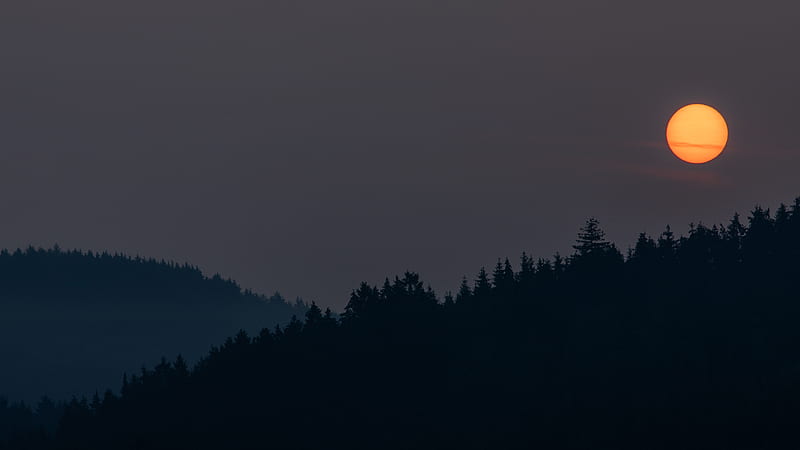 night, moon, forest, dark, landscape, HD wallpaper