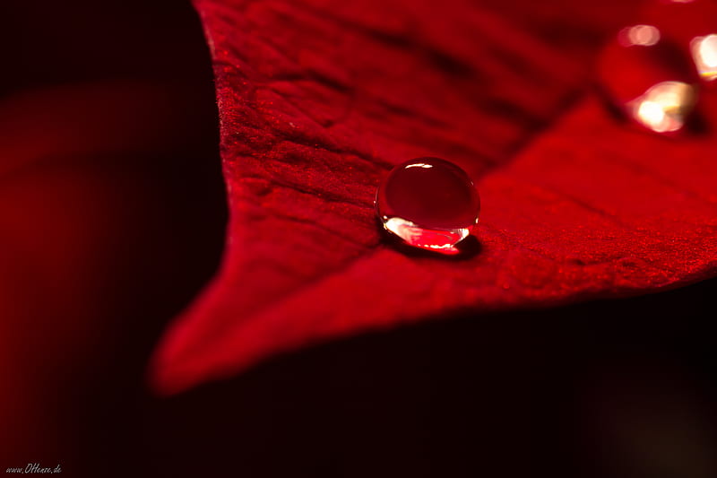 drop, water, leaf, macro, red, HD wallpaper