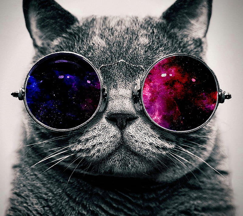 Cool Cat, cute, galaxy, glasses, hipster, HD wallpaper