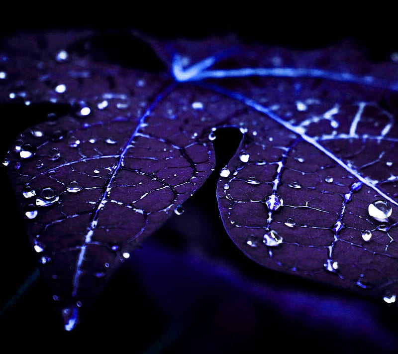 Blue, forest, leaf, purple, rain, HD wallpaper