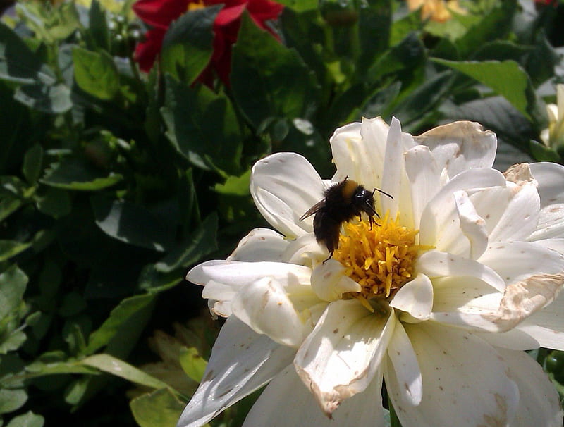 Pollination, flower, bee, white, honeybee, HD wallpaper