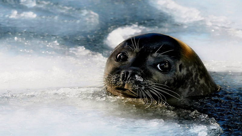 Baby Seal, ice, seal, water, sad eyes, HD wallpaper