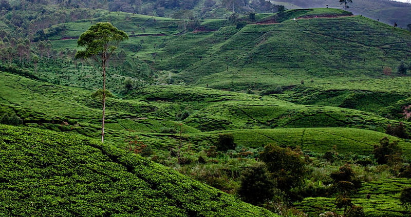 Still Rancabali, plantation, rancabali, nature, tea, HD wallpaper