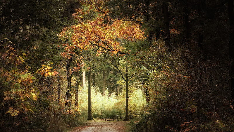 Park Road On Fall Season Nature, HD wallpaper