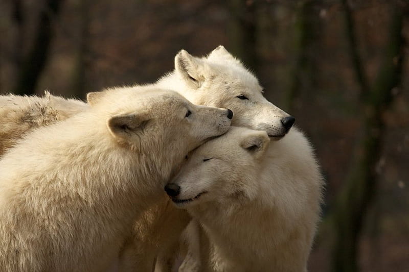 Manada de lobos blancos, naturaleza, lobo, blanco, animales, Fondo de  pantalla HD | Peakpx