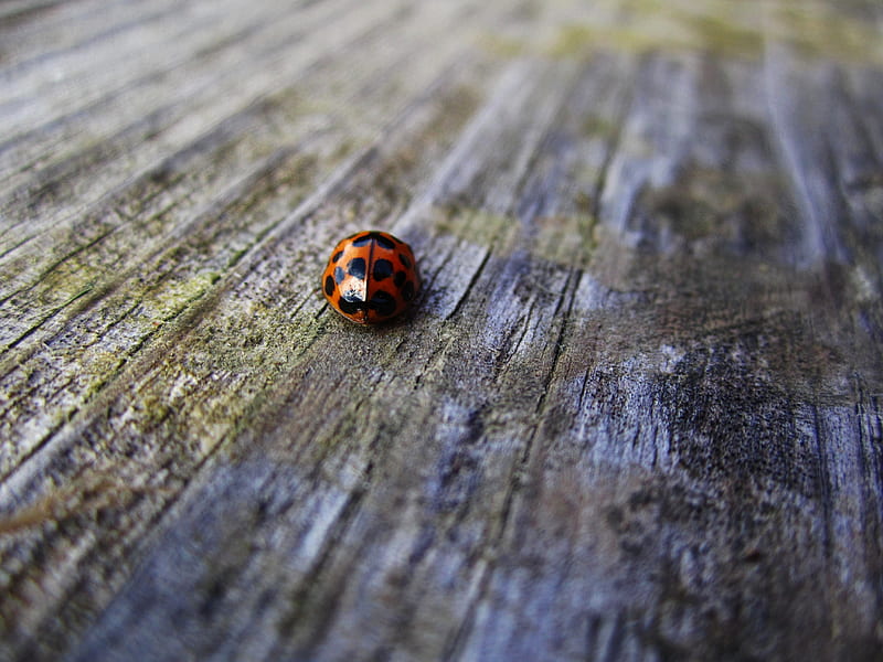 Ladybug zoom, bug, ladybug, bleacher, wood, frost, HD wallpaper