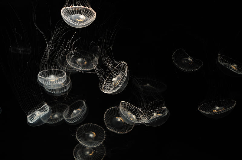 jellyfish, white, transparent, creatures, sea, HD wallpaper