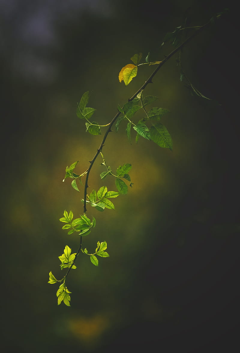 branch, leaves, green, dark, HD phone wallpaper