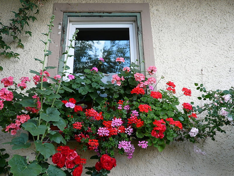 beautiful window, red, house, flowers, pot, facade, winndow, HD wallpaper