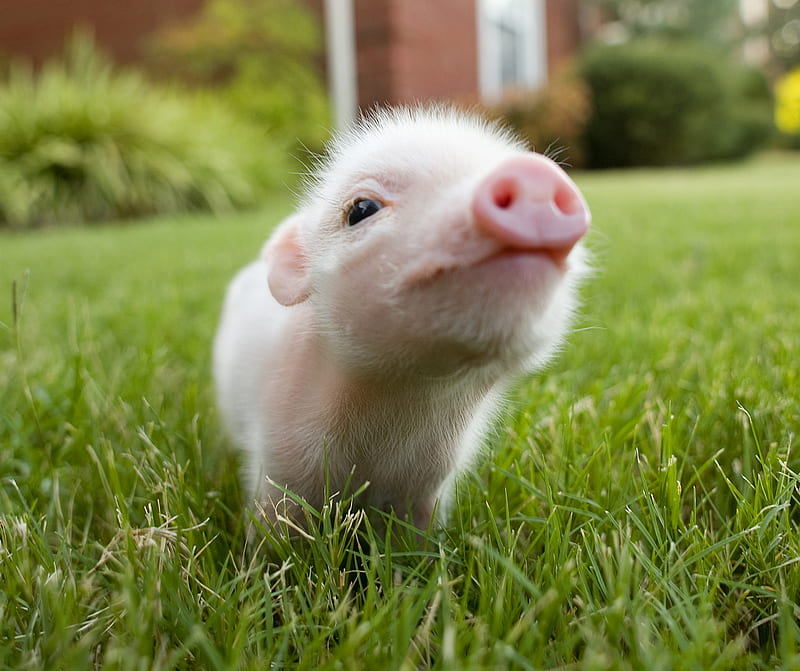 Little Piggy, animals, cute, sweet, HD wallpaper