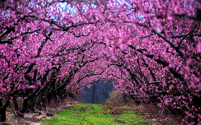 Spring boughs, boughs, blossoms, spring, trees, pink, HD wallpaper