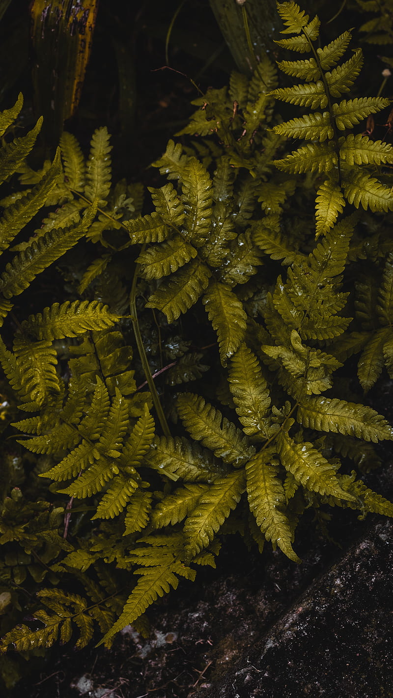 fern, leaves, wet, green, HD phone wallpaper