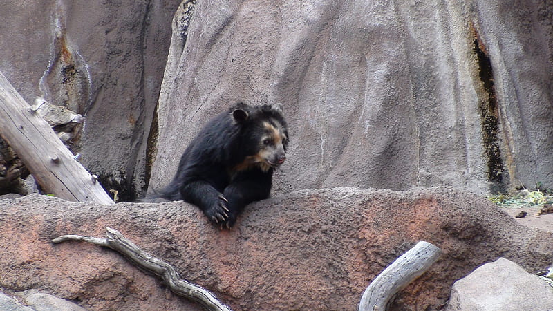 Spectacled Bear, Zoo, Bears, Animals, HD wallpaper