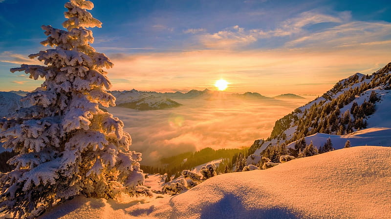 Winter Sunrise, snow, landscape, sun, pine trees, clouds, sky, mist, HD wallpaper