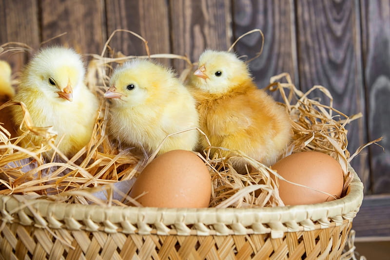 Happy Easter!, chicken, easter, spring, card, cute, egg, bird, basket, chicks, wood, HD wallpaper