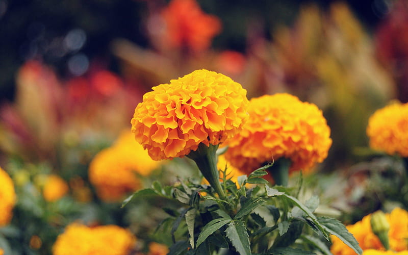 *** Marigold ***, flower, flowers, nature, marigold, HD wallpaper