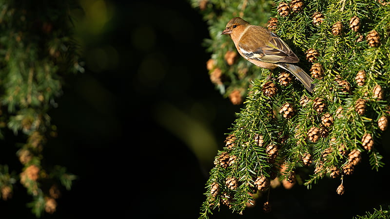 Passerine Is Sitting On Tree Branches With Pine Cone Birds, HD wallpaper