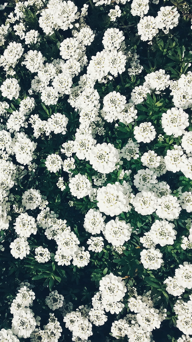 Garden, cool, flower, nature, white, HD phone wallpaper
