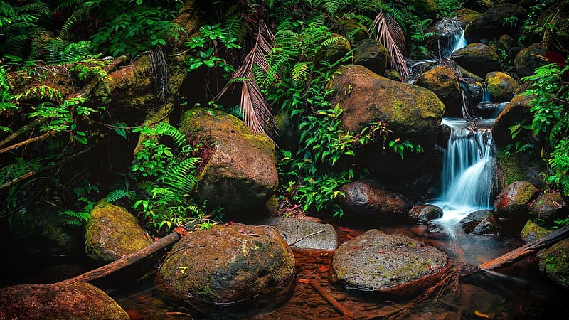 A small stream along the Hamakua coast, Hawaii, usa, plants, water, rocks, stones, HD wallpaper