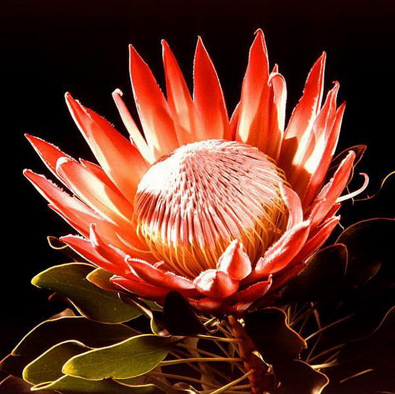 HD protea-flower wallpapers | Peakpx