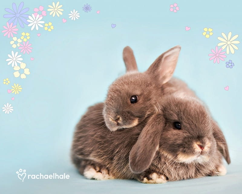 Bunnies, rabbit, easter, animal, sweet, cute, rachael hale, flower, bunny, couple, blue, HD wallpaper