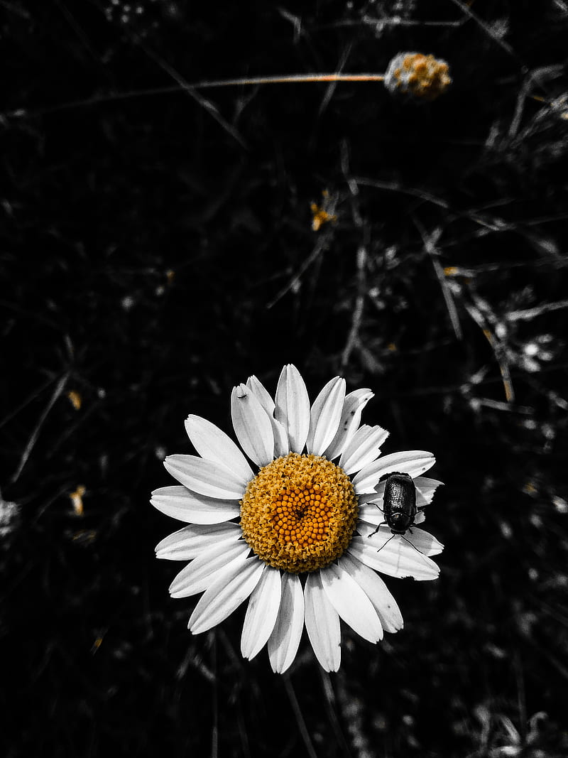 Một bó hoa với sự kết hợp giữa hoa cúc đen và vàng, mang tới vẻ đẹp thú vị và độc đáo. Nếu bạn là một người yêu hoa, đây là một loại hoa không thể bỏ lỡ.