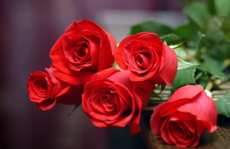 Five Red Roses, red, five, version two, love, roses, HD wallpaper